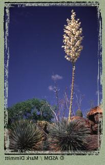 Photo of Soaptree yucca by Mark Dimmitt