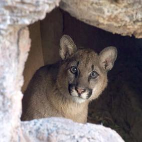 New Mountain Lion Cub peeking out from behind a rock.