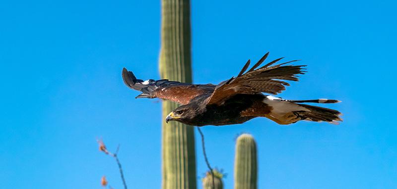 Harris's Hawk flying in front of a saguaro